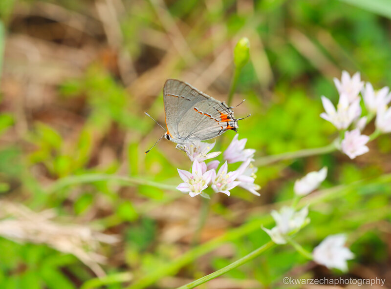 The Gray Hairstreak
